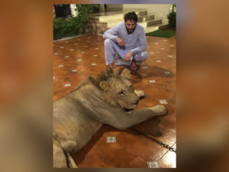 Pakistan wildlife department probing presence of lion in Shahid Afridi's home #ShahidAfridi #Cricket #Pakistan #Sports