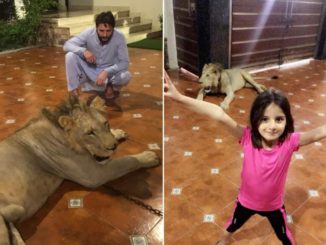 Shahid Afridi posts picture of daughter with chained lion in background #ShahidAfridi #Pakistan #Cricket #Sports