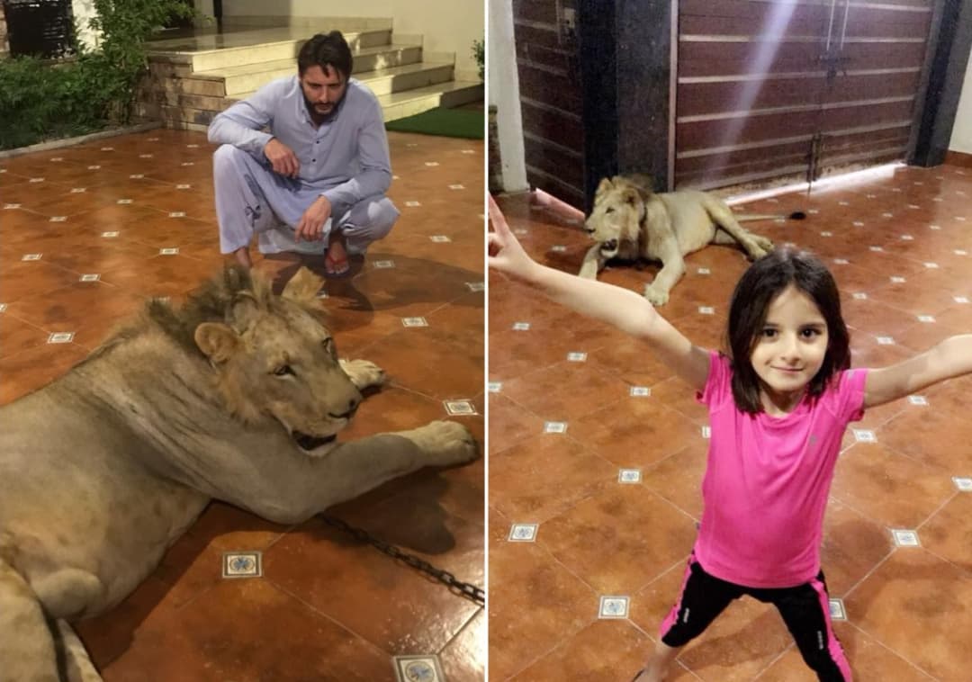 Shahid Afridi posts picture of daughter with chained lion in background #ShahidAfridi #Pakistan #Cricket #Sports