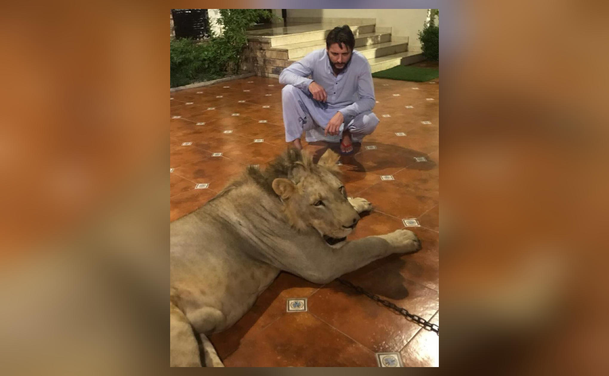 Pakistan wildlife department probing presence of lion in Shahid Afridi's home #ShahidAfridi #Cricket #Pakistan #Sports